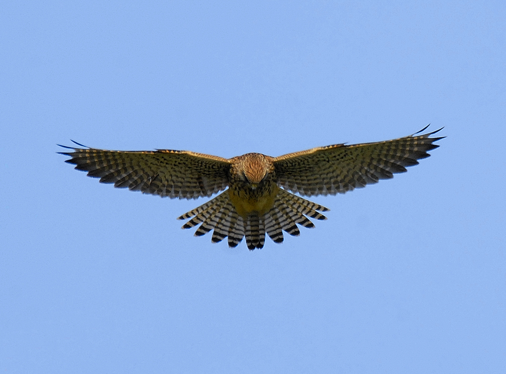 Birds of prey Essex Wildlife Trust